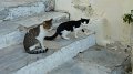 Syros cat 6